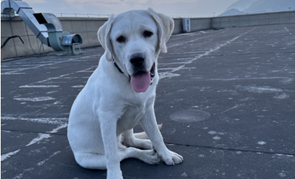 米兰-年入26亿的乖宝宠物要IPO了